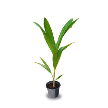 Coconut Palm Tree